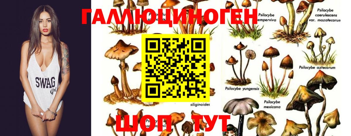 Галлюциногенные грибы Psilocybine cubensis Октябрьский